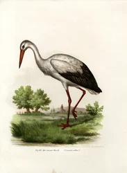 Ooievaar, 1864